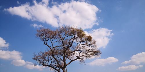 Low angle view of tree against blue sky