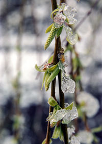 Close-up of snow on tree