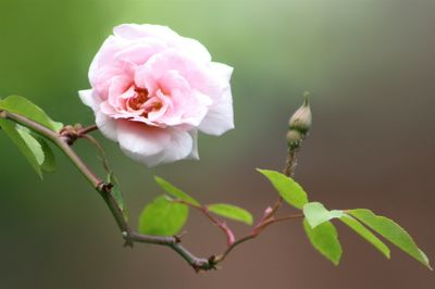 Close-up of pink rose