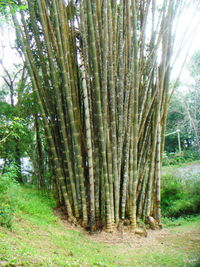 Trees in forest