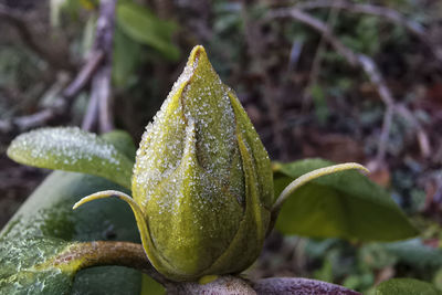 Close-up of green plant growing on field