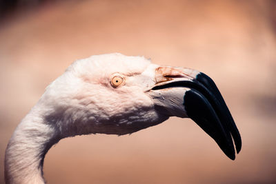 Close-up of bird