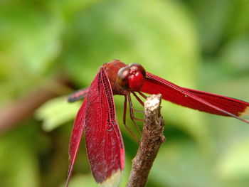 Close-up of insect on red flower