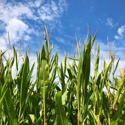 Low angle view of crops growing on field against sky