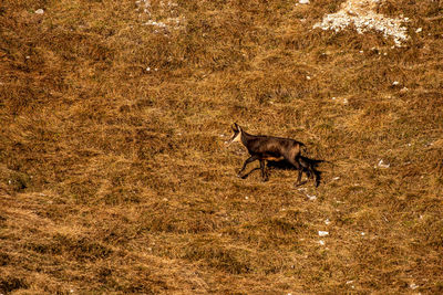 View of deer running on field