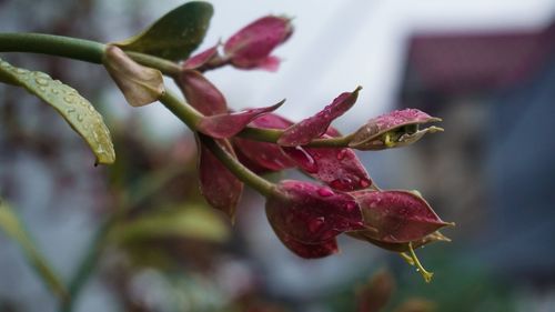 Close-up of pink flowering plant