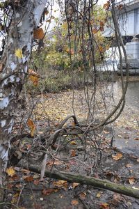 Bare trees in forest