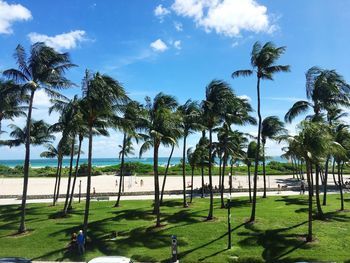 Palm trees on beach against sky