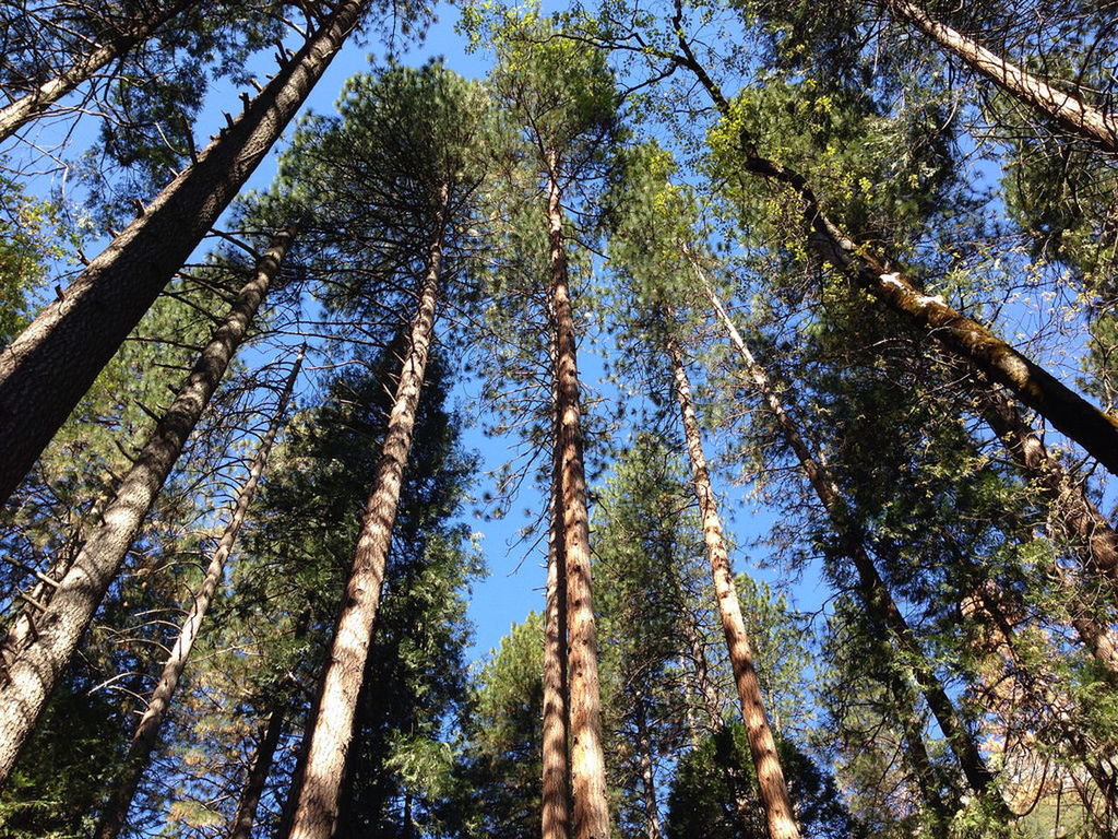 tree, low angle view, growth, tree trunk, branch, tranquility, nature, tall - high, sky, beauty in nature, green color, day, sunlight, forest, outdoors, no people, directly below, scenics, tranquil scene, clear sky