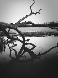 Bare trees against sky