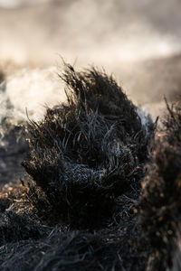 High angle view of nest on field