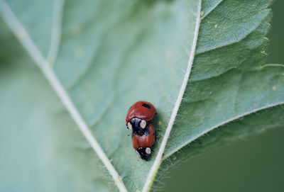 Close-up of ladybug on leaf