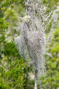 Close-up of spider web on branch