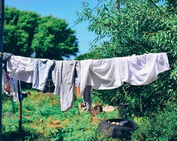 Clothes drying on grassy field