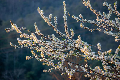 Close-up of snow on plant