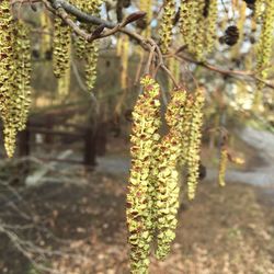 Close-up of flowers growing on tree