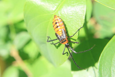 Close-up of insect on plant