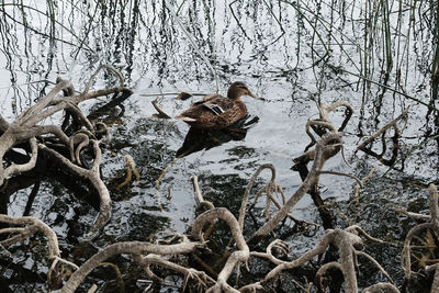 View of an animal on snow covered land