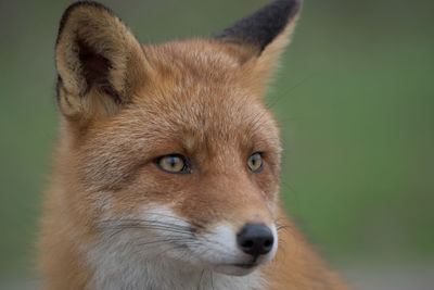 Portrait of fox