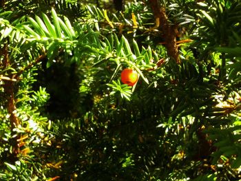 Low angle view of fruits hanging on tree