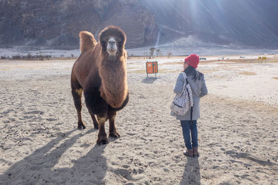 Rear view of woman standing by camel in desert