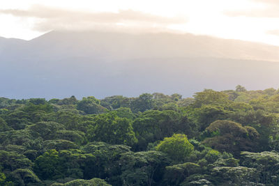 Scenic view of forest against sky