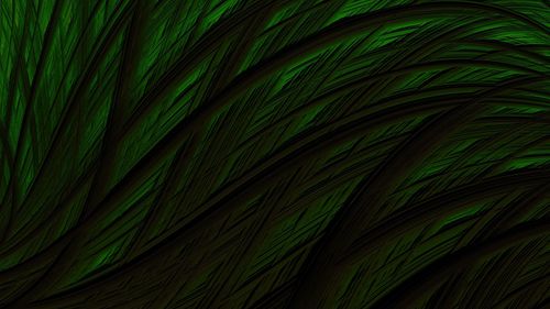 Full frame shot of palm tree