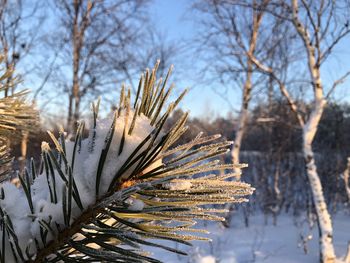Frozen bare trees on snow covered land