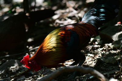 bird