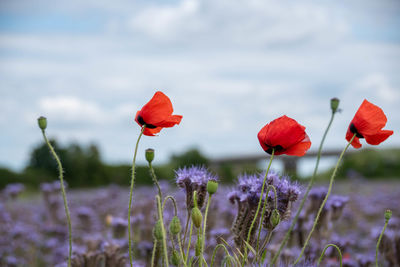 Close-up of red poppy flowers in field