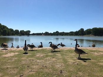 Ducks on lake shore against clear sky
