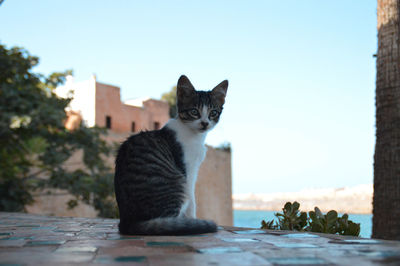 Cat sitting against the sky