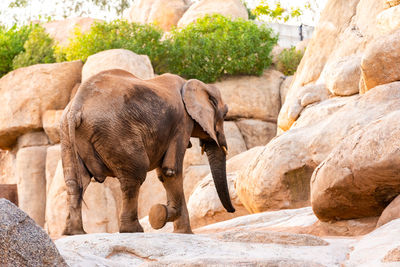 Side view of elephant on rock