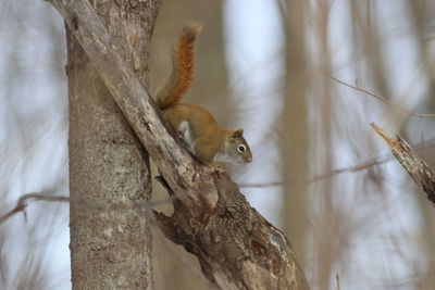 Squirrel on tree trunk