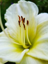 Close-up of white lily