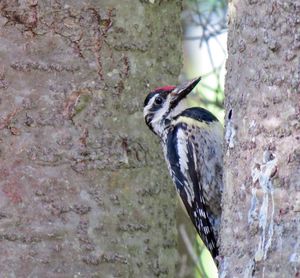 Close-up of bird perching on tree trunk against wall