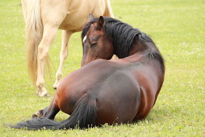 Horse in a field