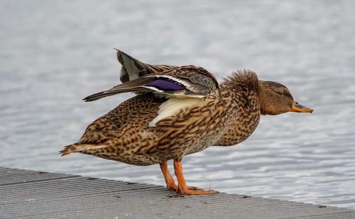 Close-up of a bird flying over lake