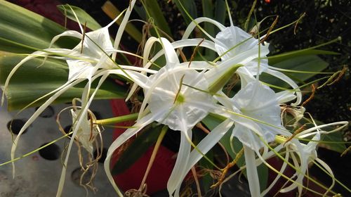 Close-up of white flowers