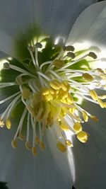 Close-up of yellow flower