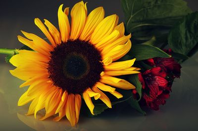 Close-up of sunflower on table