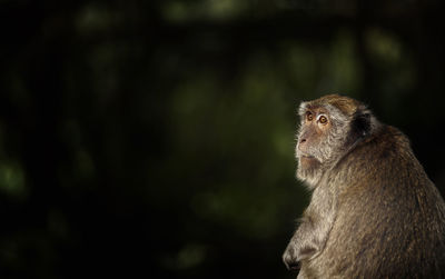 Close-up of a monkey looking away