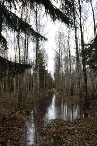 Scenic view of river amidst trees in forest against sky