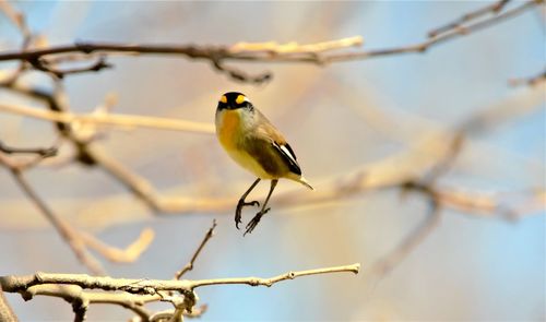 Close-up of bird perching on branch