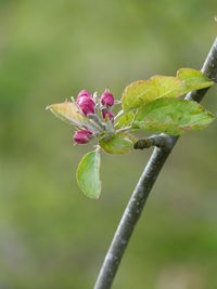 Close-up of pink flower blooming outdoors