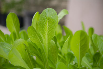 Close-up of green leaves on plant