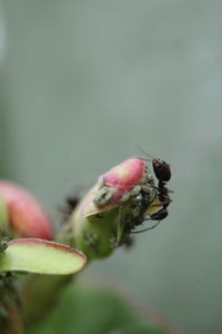 Close-up of insect on leaf