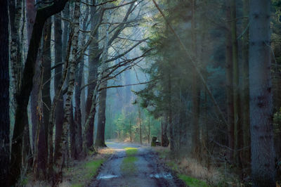 Road amidst trees in forest