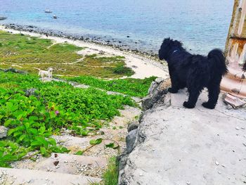 Dog on beach by sea