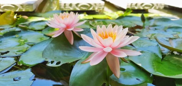 Close-up of lotus water lily in pond